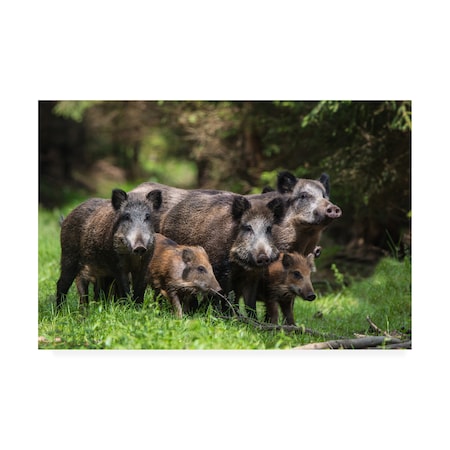 Stefan Volkel 'Wild Boar Family' Canvas Art,12x19